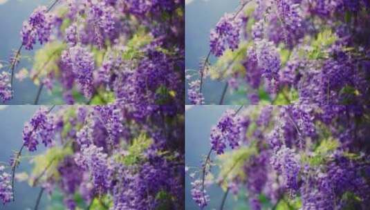 随风摇曳的春天花朵紫藤花高清在线视频素材下载