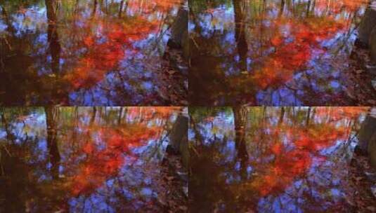 红枫倒映在水里唯美秋天高清在线视频素材下载