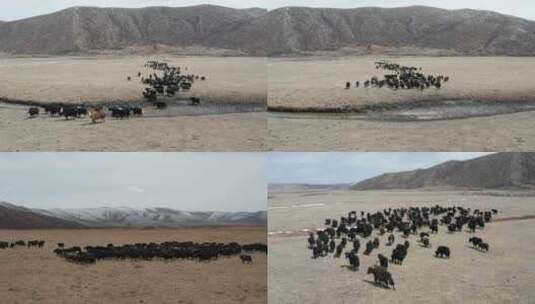 西藏雪景牦牛 航拍 4K高清在线视频素材下载