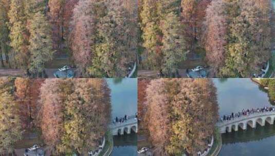 深圳公园秋景落羽杉宣传片航拍高清在线视频素材下载