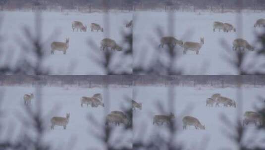 林间一群黄羊蒙原羚高清在线视频素材下载