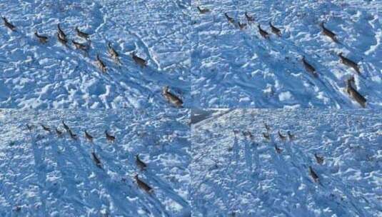 雪原山坡奔跑的狍子高清在线视频素材下载
