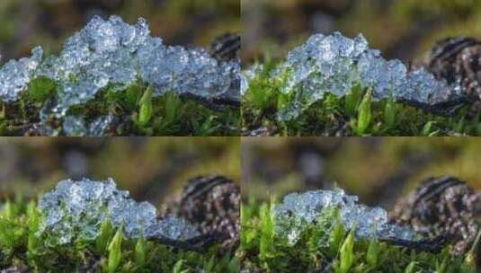 春回大地苔藓上冰雪融化延时高清在线视频素材下载