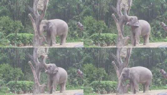 大象高清在线视频素材下载
