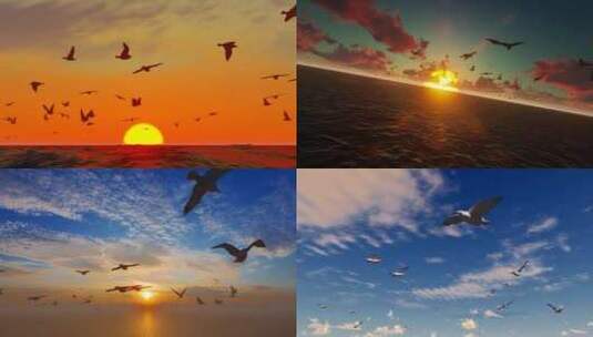 平静的海面自由翱翔的海鸥和野鸟高清在线视频素材下载