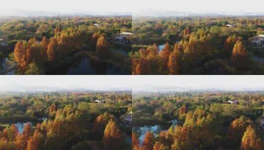 杭州西溪湿地光影秋色航拍高清在线视频素材下载