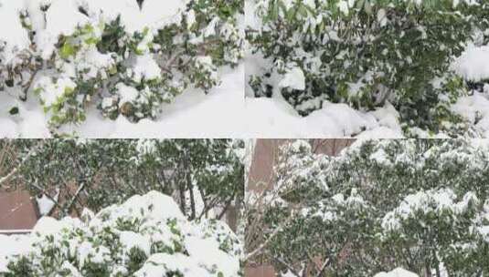 积雪雪景树树枝冬季高清在线视频素材下载