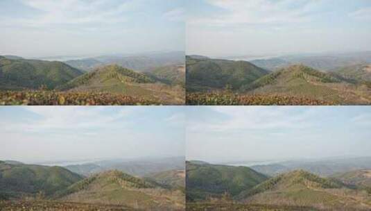 山顶高山茶树绿树植物风景空镜运镜高清在线视频素材下载