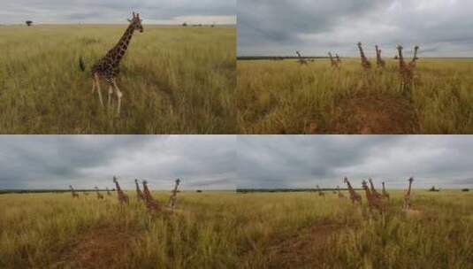 非洲大草原长颈鹿群高清在线视频素材下载