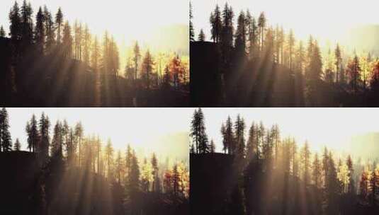 阳光透过山上常绿森林高清在线视频素材下载