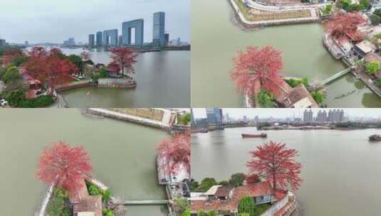 航拍广州上滘船厂木棉花与广州地标建筑高清在线视频素材下载
