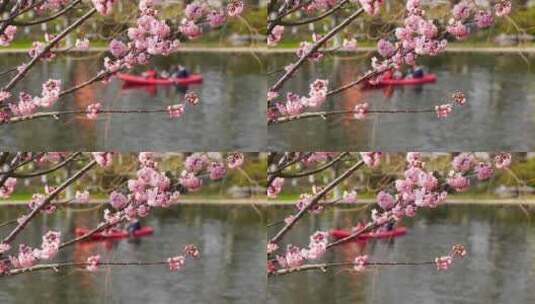 春暖花开，春天盛开的樱花和春游划船的游客高清在线视频素材下载