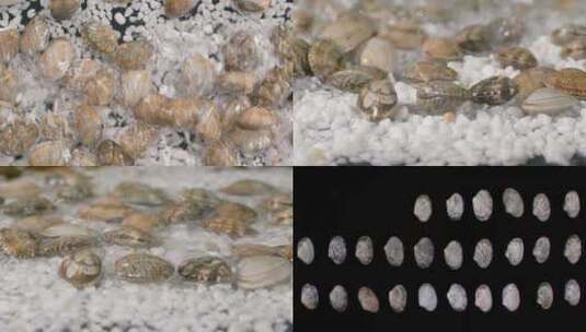 花甲蛤蜊花蛤海鲜美食选材高清在线视频素材下载