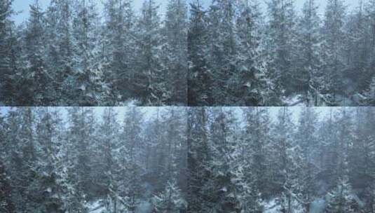 雪域森林中的冬季仙境高清在线视频素材下载