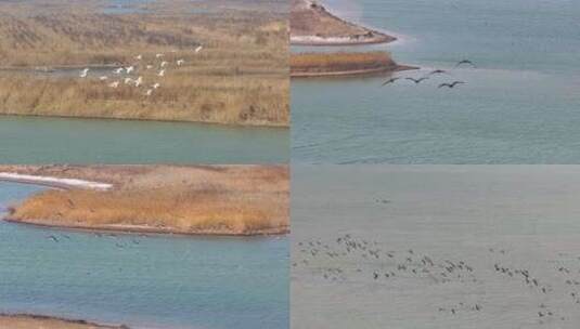 环境保护白天鹅东方白鹳候鸟迁徙高清在线视频素材下载
