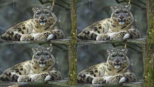 动物园 豹子 雪豹 花豹高清在线视频素材下载