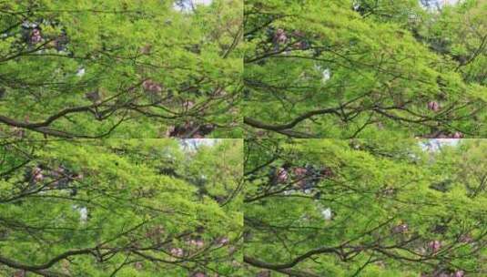 春天唯美枫树枫叶枫树花  苏州大学春景高清在线视频素材下载