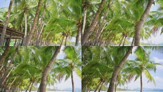 中国三亚大东海海滩蓝天下椰树椰林风光高清在线视频素材下载