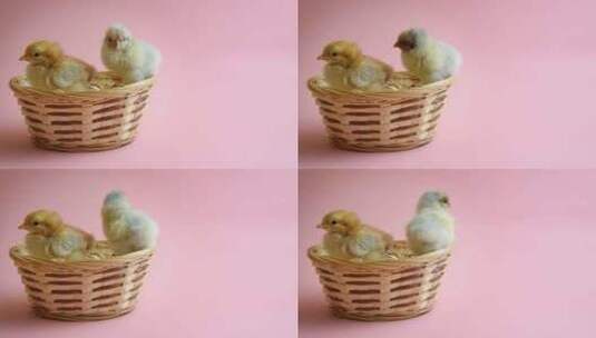 复活节小鸡在复活节巢高清在线视频素材下载