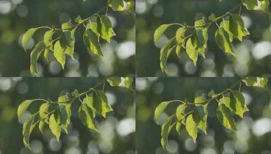森林树木树叶植物高清在线视频素材下载