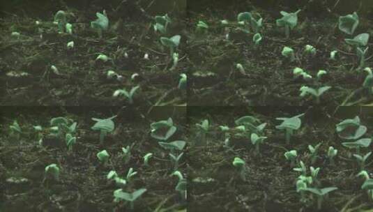 植物发芽延时高清在线视频素材下载