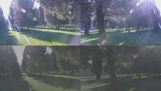 森林城市公园阳光绿色实拍4K高清在线视频素材下载