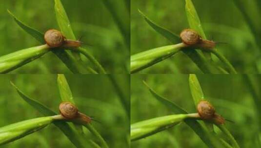 阴雨天爬行的蜗牛微距拍摄微生物自然高清在线视频素材下载