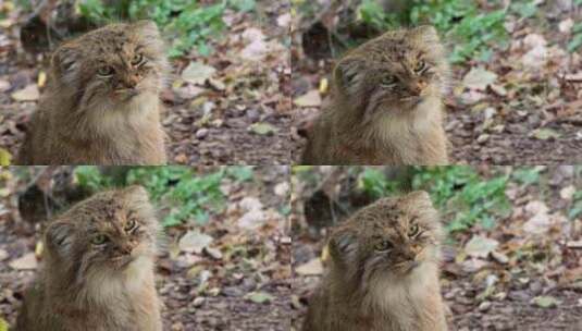 马努尔或帕拉斯的猫，Otocolobus高清在线视频素材下载