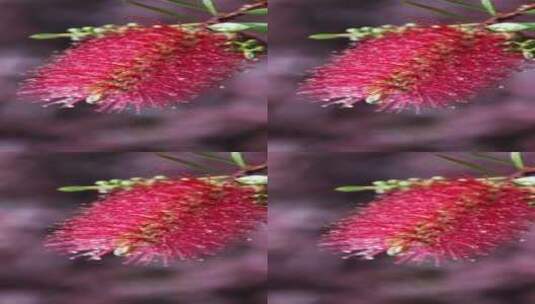 下雨天挂着水珠的美花红千层微距特写高清在线视频素材下载