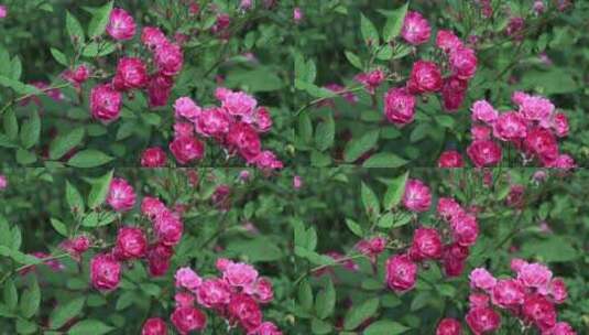 小区里美丽的蔷薇花月季花高清在线视频素材下载