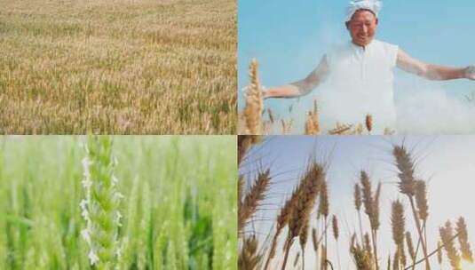 小麦麦田 麦子成熟 麦穗高清在线视频素材下载