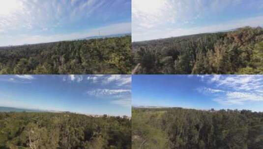 森林穿越机树林穿梭松树林穿过丛林树丛高清在线视频素材下载