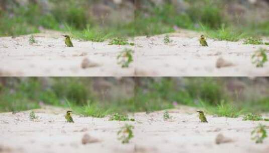 沙地里美丽的小鸟---栗喉蜂虎高清在线视频素材下载