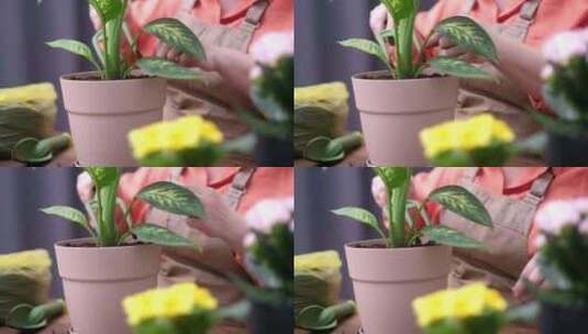 植物护理的爱检查家庭植物的叶子植物护理的高清在线视频素材下载