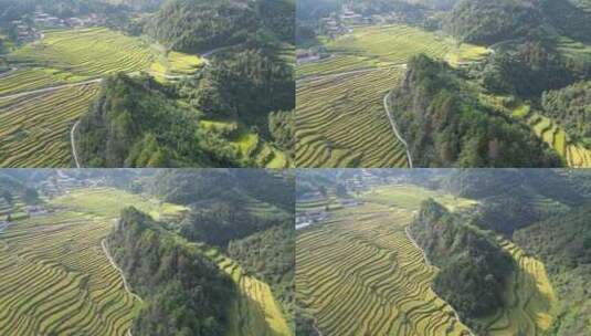 航拍金秋时节金黄稻田梯田风光高清在线视频素材下载