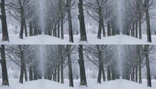 4K-冬季雪景中雪树巷道背景高清在线视频素材下载