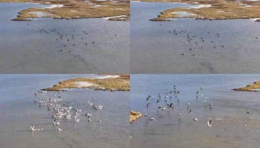 航拍三江源保护区自然环境水鸟飞翔鸟类飞翔高清在线视频素材下载