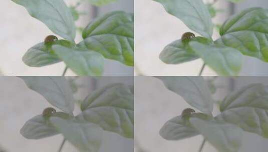 植物叶子绿叶昆虫七星瓢虫高清在线视频素材下载