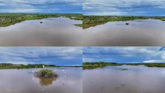 航拍白鹭升格慢镜头湿地高清在线视频素材下载