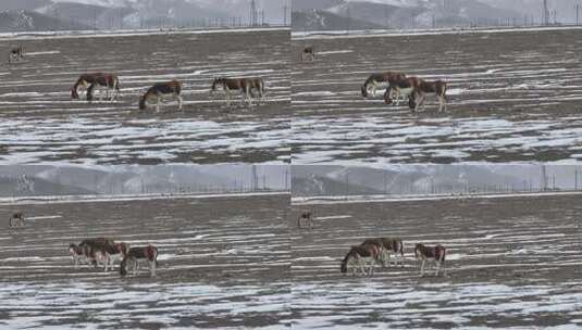 4k航拍可可西里无人区藏野驴高清在线视频素材下载