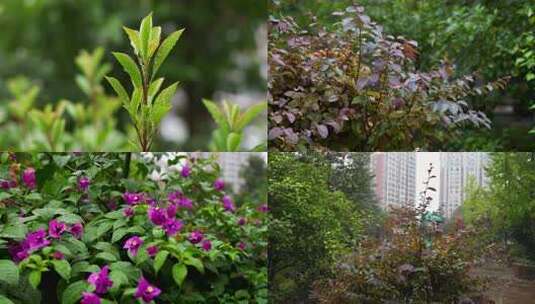 雨天植物 雨滴植物 雨中植物特写高清在线视频素材下载