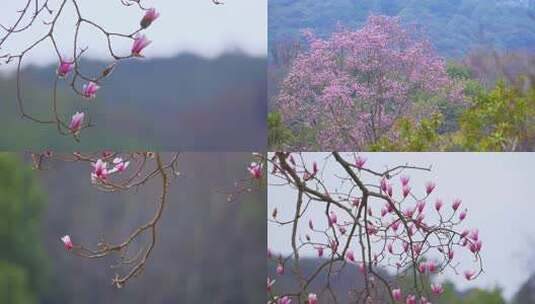 【合集】杭州植物园春天盛开的天目玉兰高清在线视频素材下载