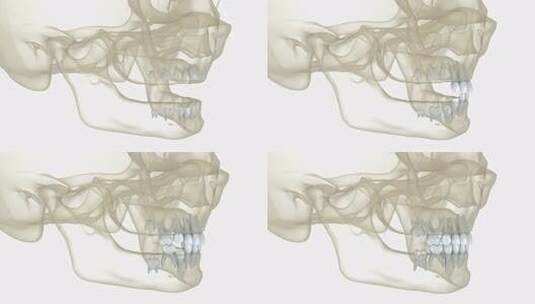 婴儿乳牙萌出。医学上准确的牙齿3D动画高清在线视频素材下载