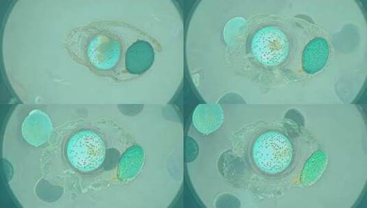 微观细胞结构展示高清在线视频素材下载