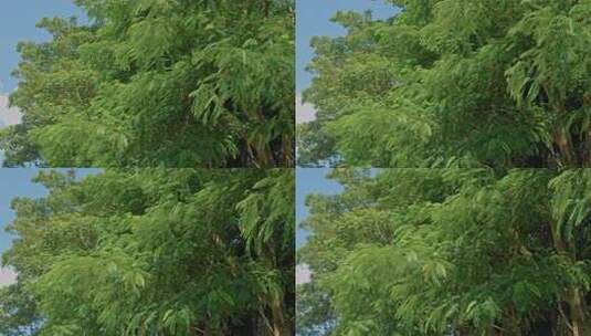 枝叶繁茂的绿树蓝天景象高清在线视频素材下载