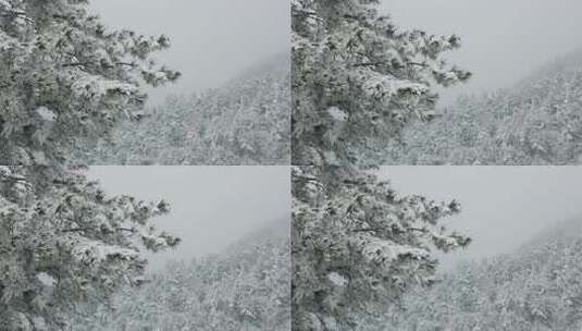 雪覆松林自然景观高清在线视频素材下载