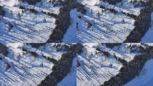 新疆喀纳斯冬季雪景航拍高清在线视频素材下载
