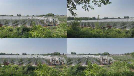 蔬菜大棚种植基地农民忙碌高清在线视频素材下载