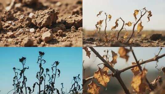干旱土地与枯萎植物的凄凉景象高清在线视频素材下载