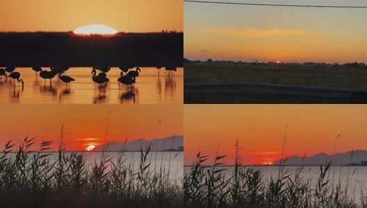 金色大海日出日落唯美大自然高清在线视频素材下载